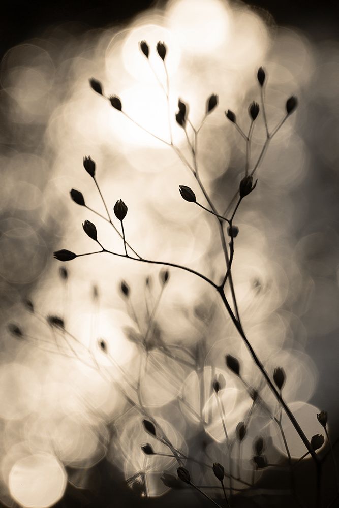 Sun Silhouettes 1 art print by Mareike Bohmer for $57.95 CAD