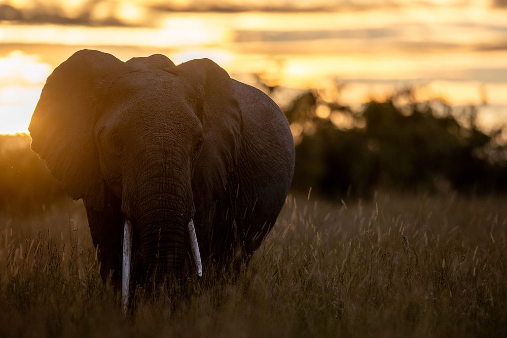elephant sunrise art print by Bjoern Alicke for $57.95 CAD