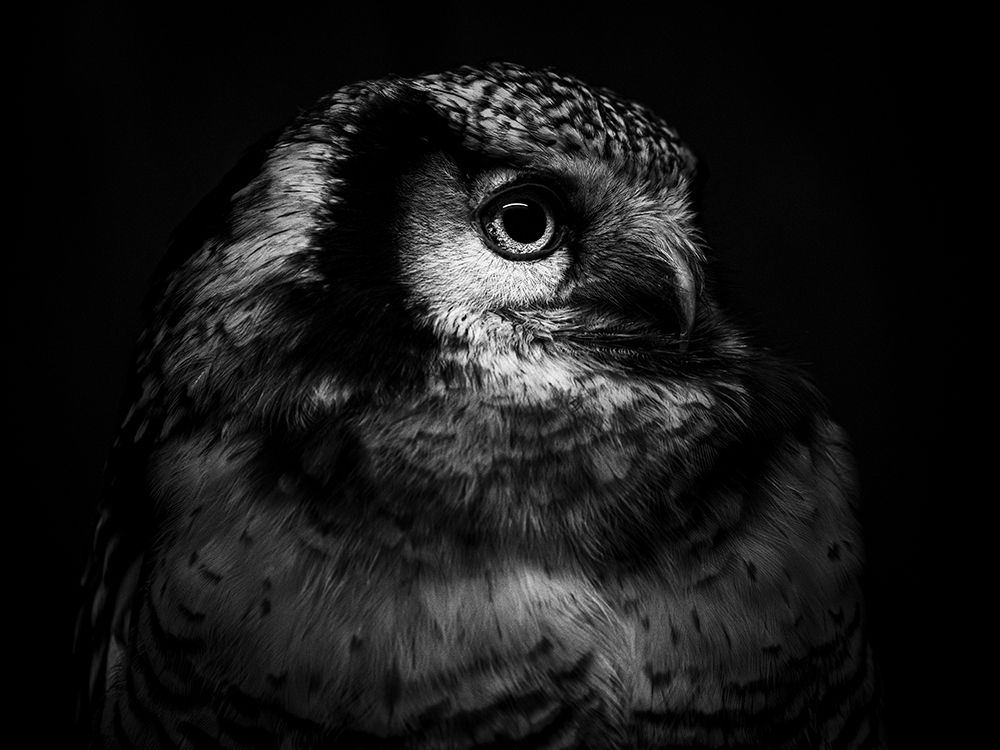 Owl Portrait 2 art print by Yutaka Kurahashi for $57.95 CAD