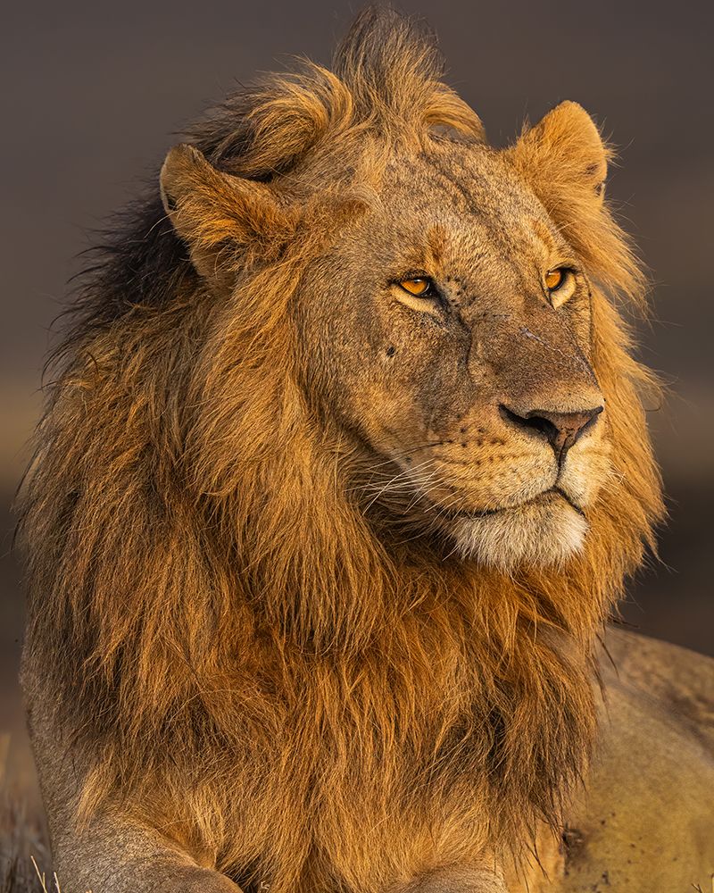 The Kings Portrait art print by Yogesh Bhatia for $57.95 CAD
