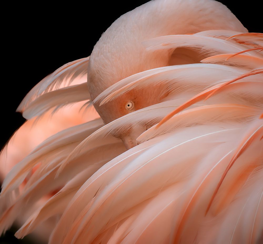 flamingo art print by Cristian Vasile for $57.95 CAD