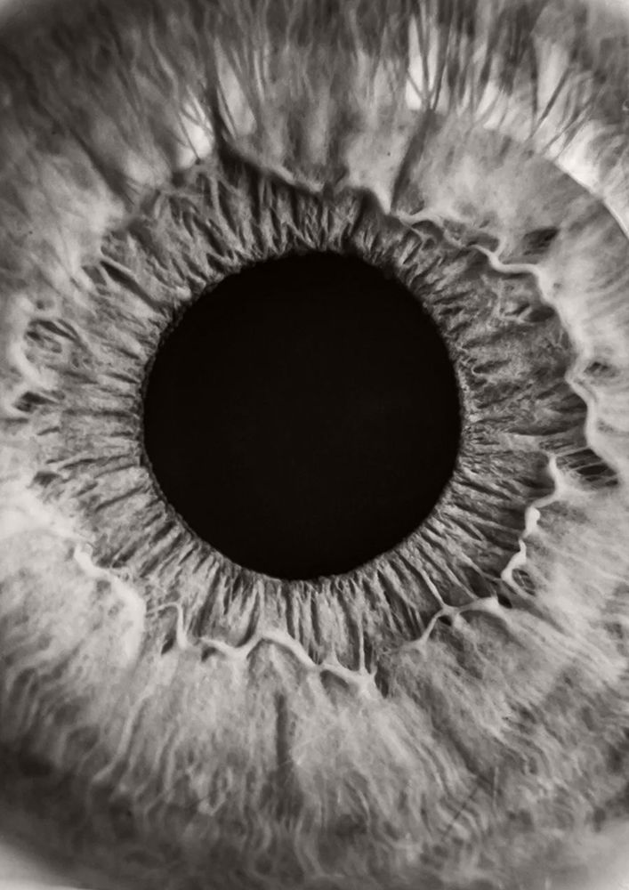 Iris art print by Marianne Bassil for $57.95 CAD
