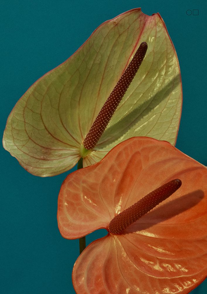58 art print by Marianne Bassil for $57.95 CAD