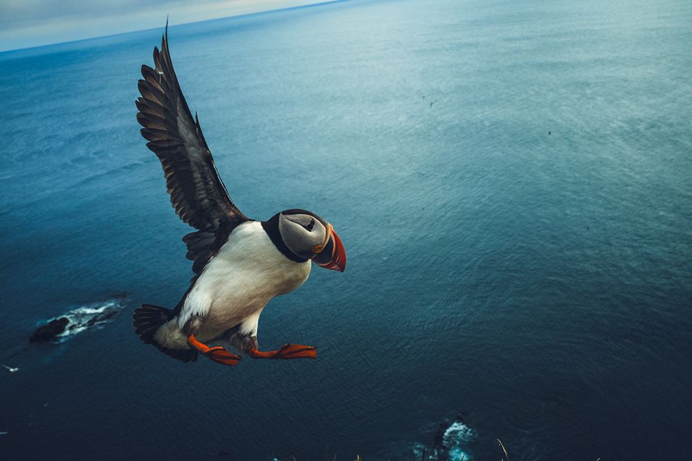 Iceland | Flight art print by Jraye Photography for $57.95 CAD