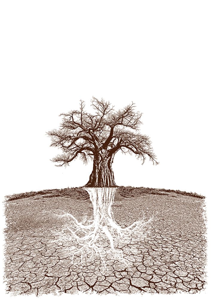 Baobab Mythical Roots art print by Carlo Kaminski for $57.95 CAD