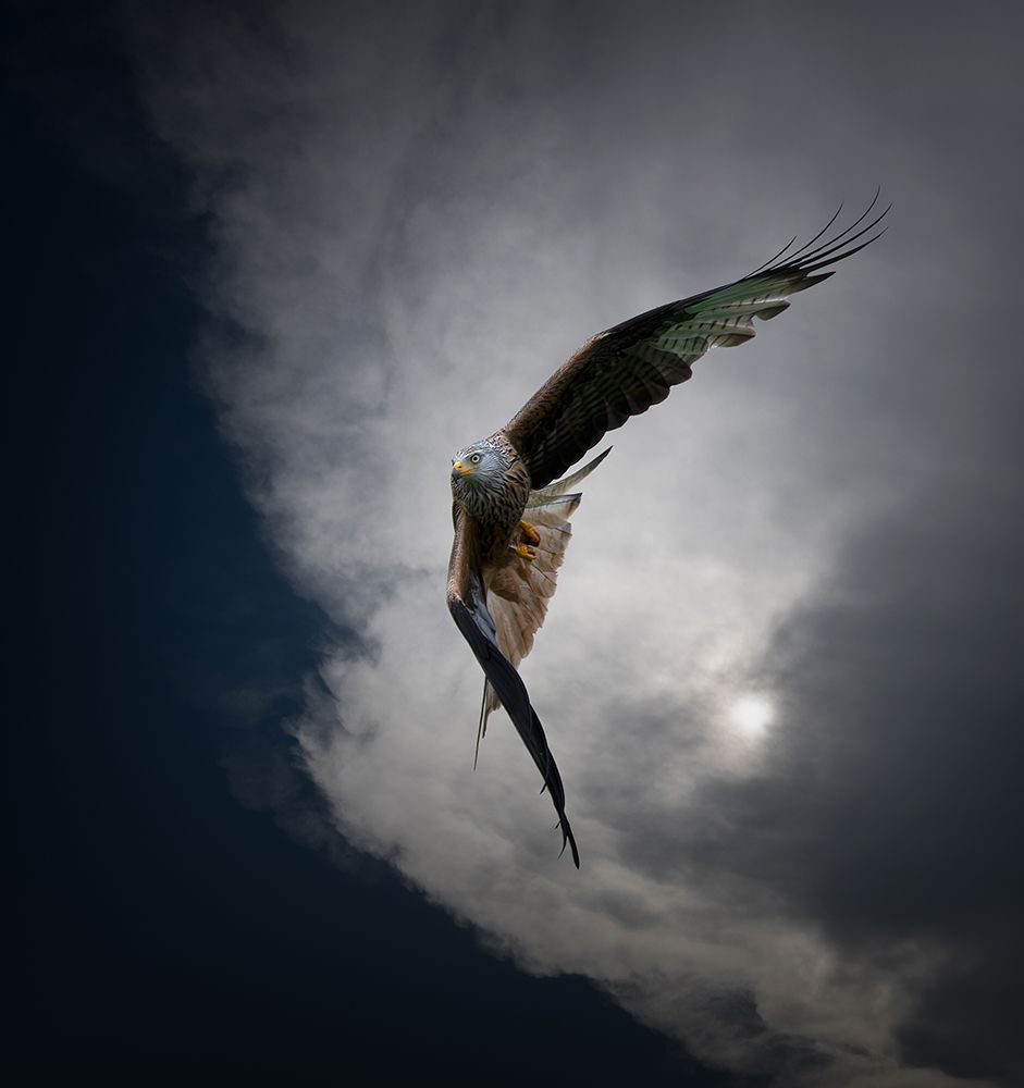 Red Kite art print by Erik Engstrom for $57.95 CAD