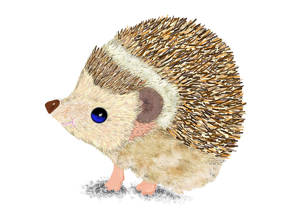 Hedgehog art print by Lynnda Rakos for $57.95 CAD