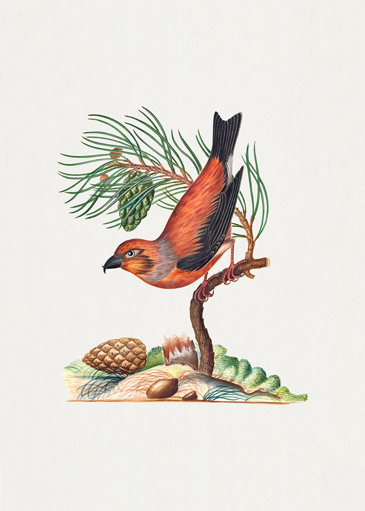 Red Crossbill art print by James Bolton for $57.95 CAD