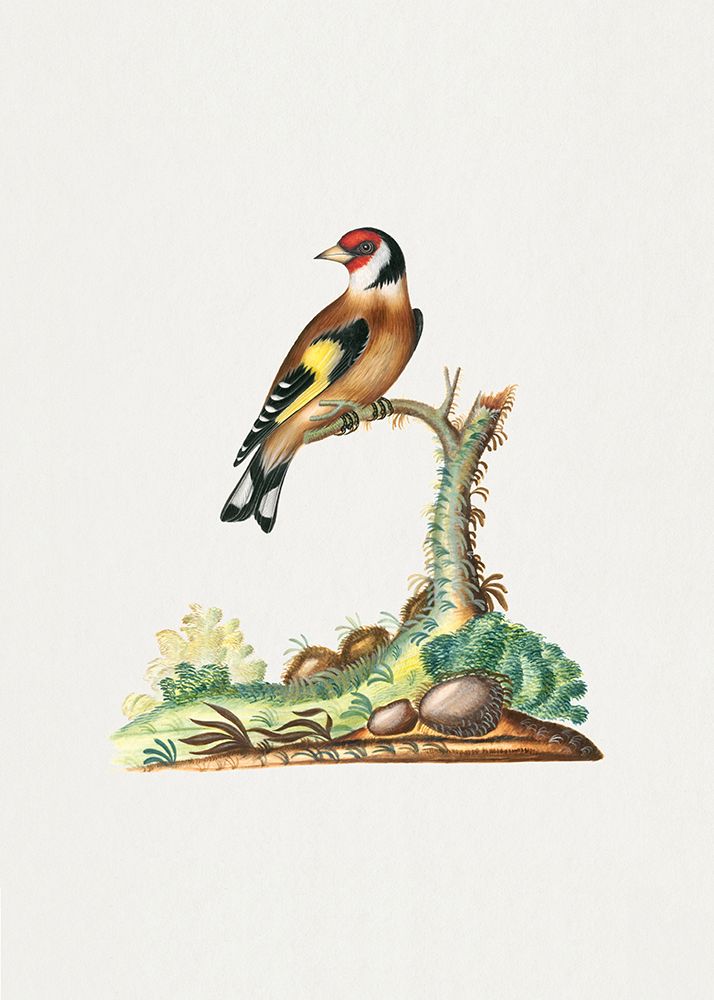 European Goldfinch art print by Pictufy for $57.95 CAD