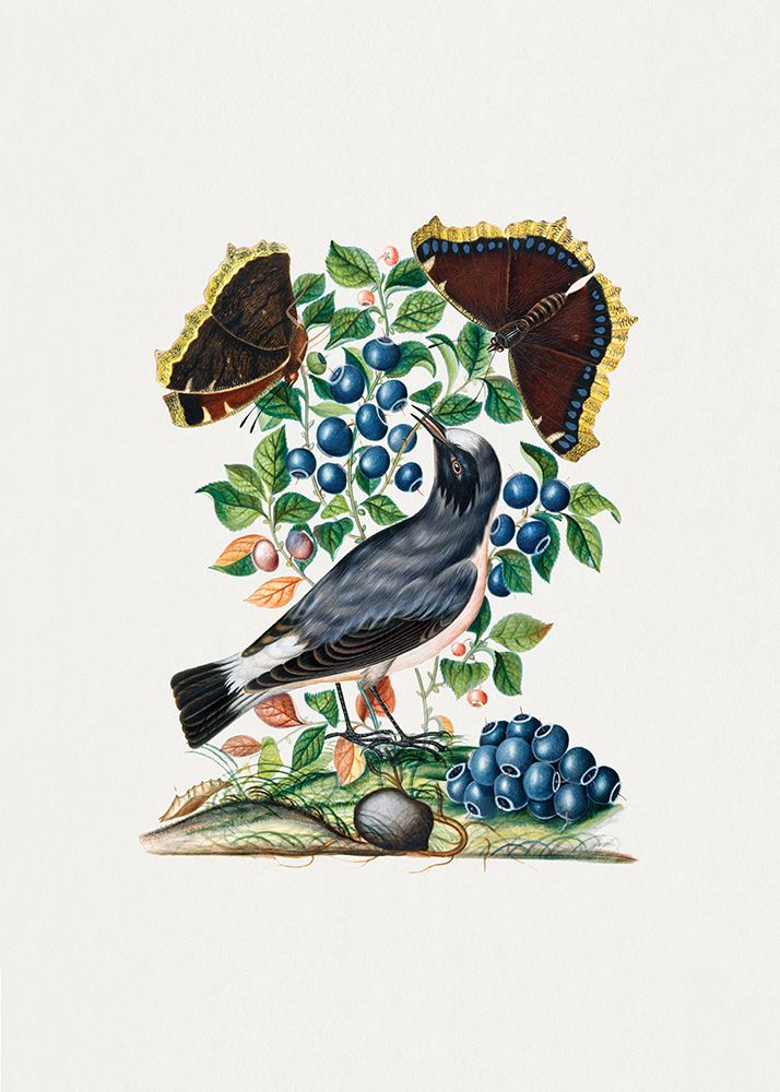 Northern Wheatear art print by James Bolton for $57.95 CAD