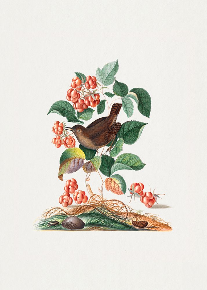 Eurasian Wren art print by James Bolton for $57.95 CAD