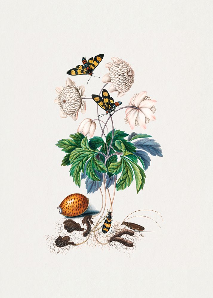 Double flower cultivar art print by James Bolton for $57.95 CAD