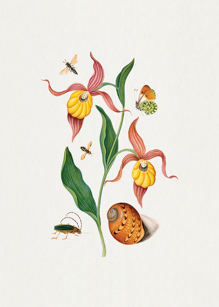 Ladys slipper orchid art print by James Bolton for $57.95 CAD