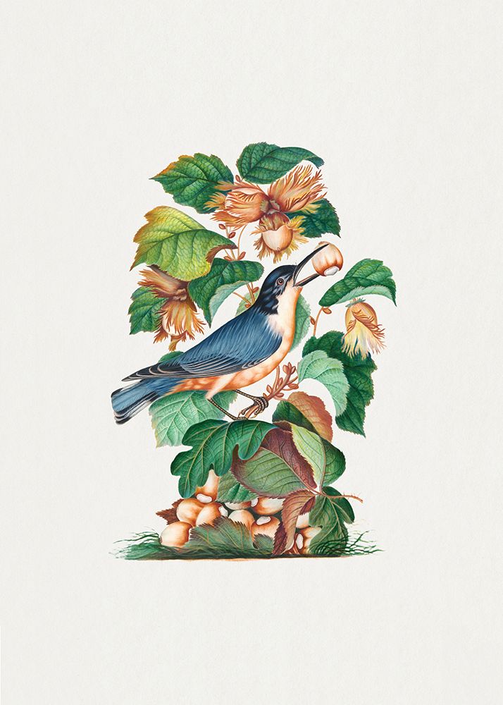 Beautiful Nuthatch art print by James Bolton for $57.95 CAD