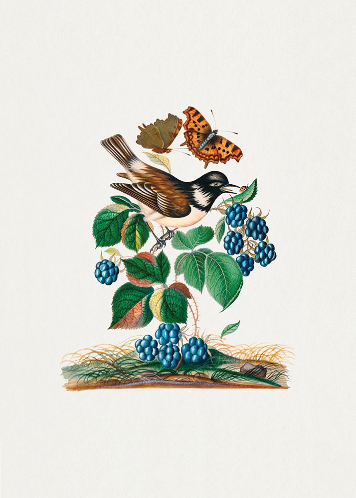 White-cheeked Starling art print by James Bolton for $57.95 CAD