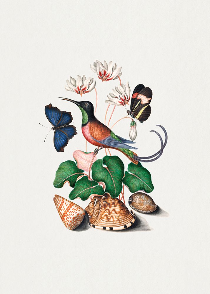 Hummingbird art print by James Bolton for $57.95 CAD
