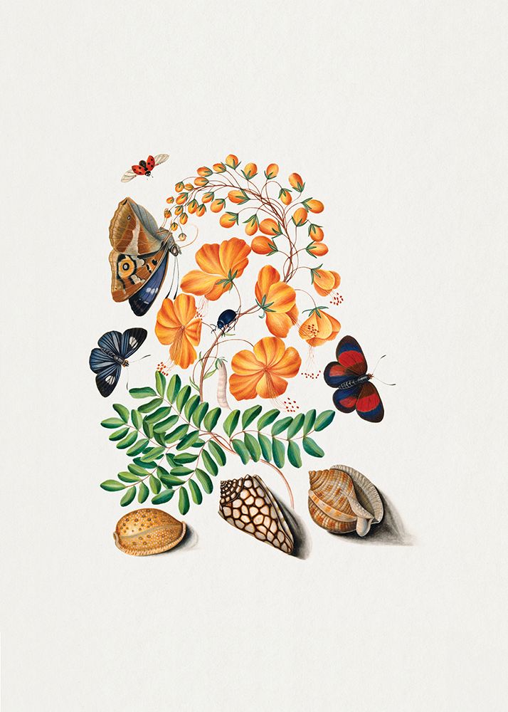 Caesalpinoid Legume art print by James Bolton for $57.95 CAD