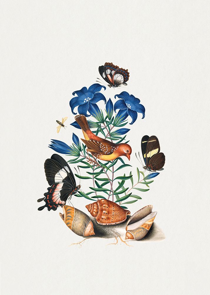 Red Avadavat art print by James Bolton for $57.95 CAD