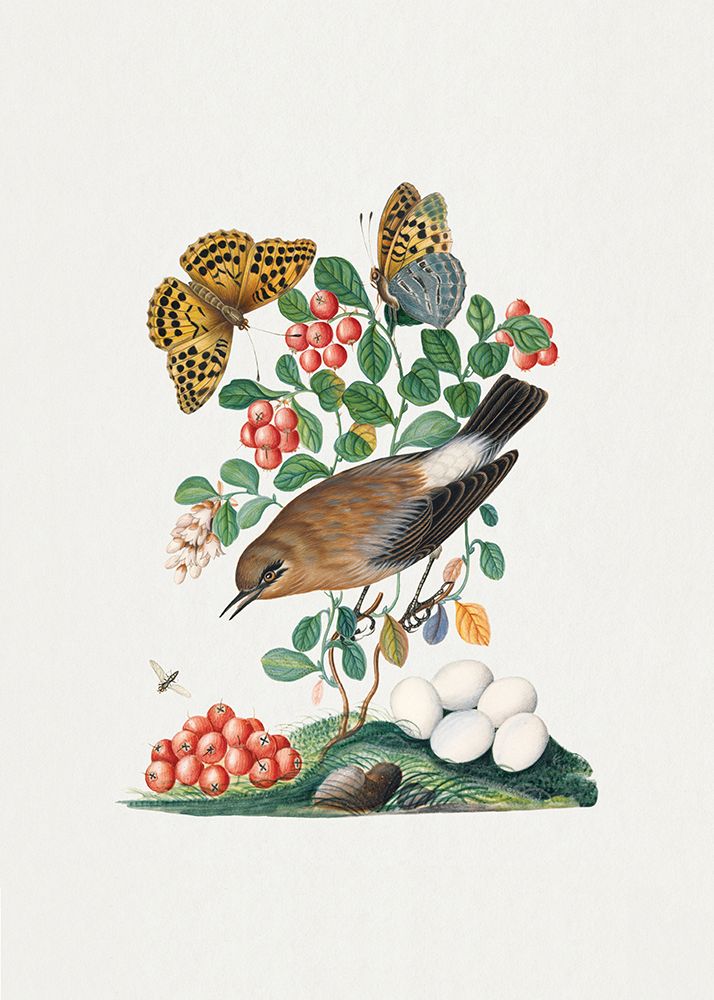 Northern Wheatear art print by James Bolton for $57.95 CAD