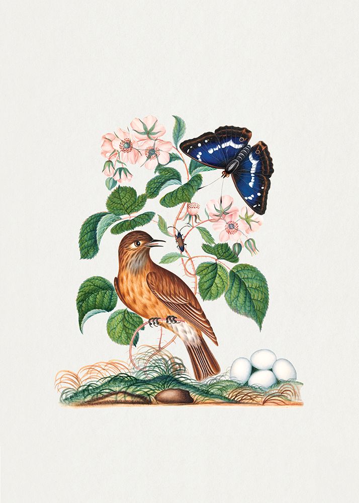 Flycatcher art print by James Bolton for $57.95 CAD
