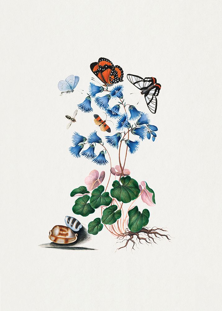 Soldanella art print by James Bolton for $57.95 CAD