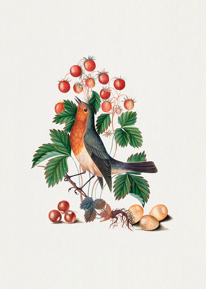 European Robin and Wild Strawberry art print by James Bolton for $57.95 CAD