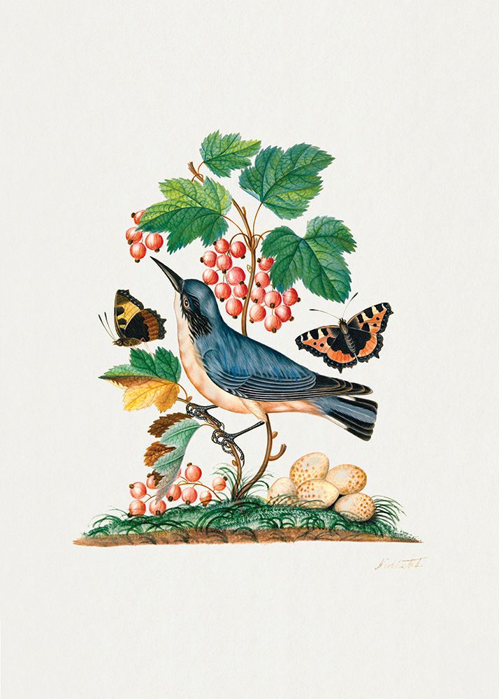 Subalpine Warbler art print by James Bolton for $57.95 CAD