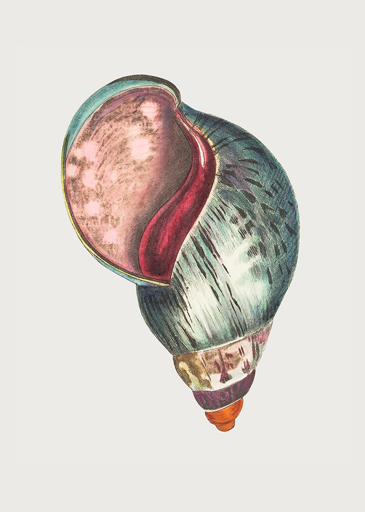 Agate Bulla art print by George Shaw for $57.95 CAD