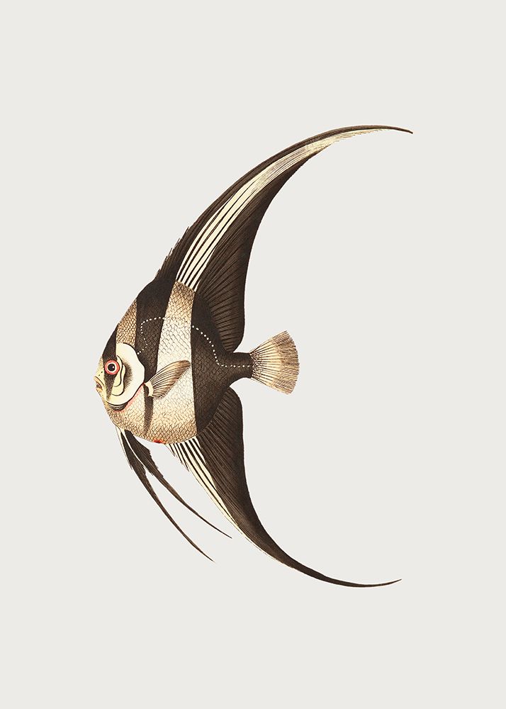 Long Finned Chaetodon art print by Unknown for $57.95 CAD