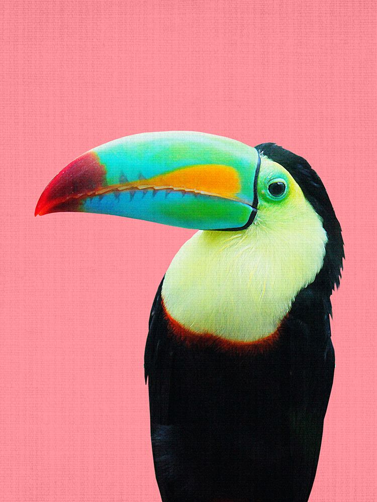 Toucan art print by Lola Peacock for $57.95 CAD