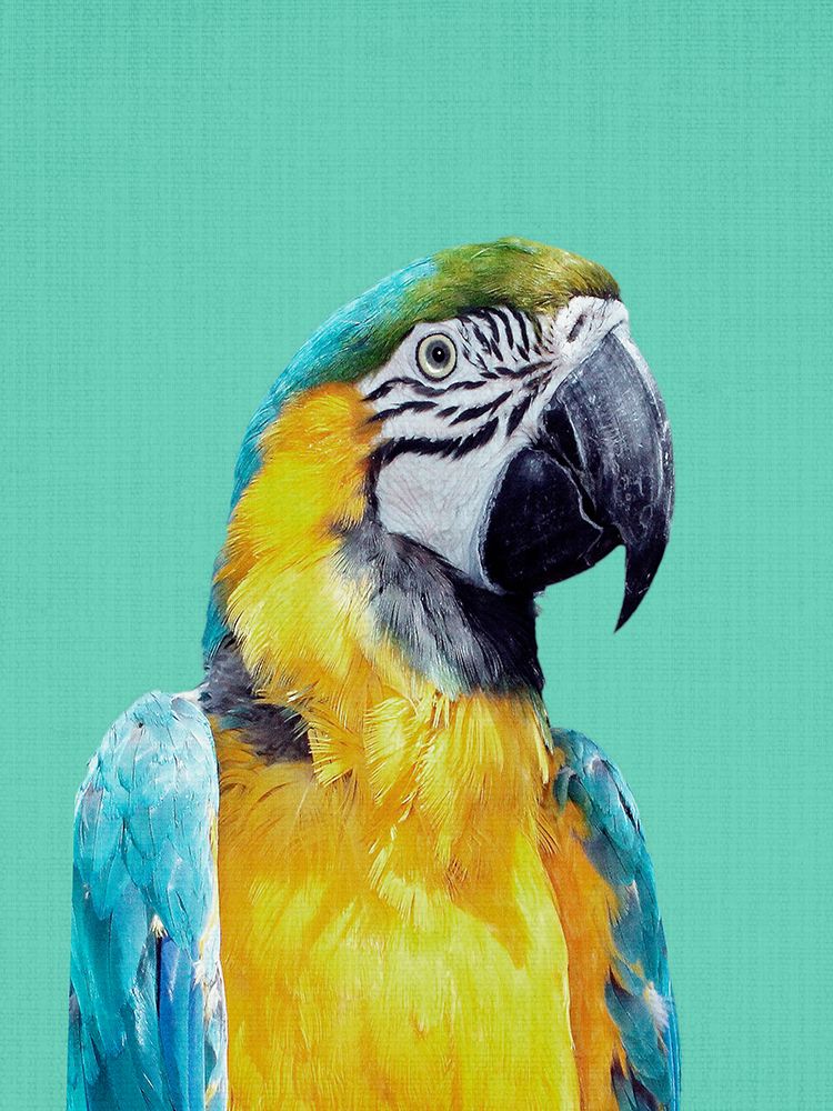 Macaw art print by Lola Peacock for $57.95 CAD