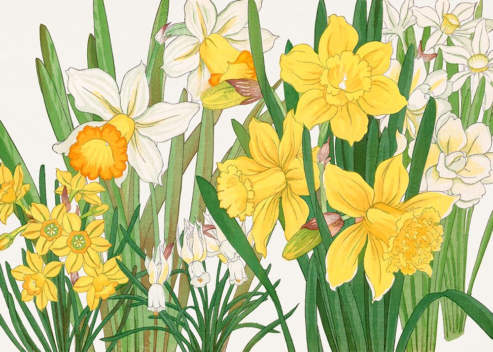 Daffodil No.2 art print by Tanigami Konan for $57.95 CAD