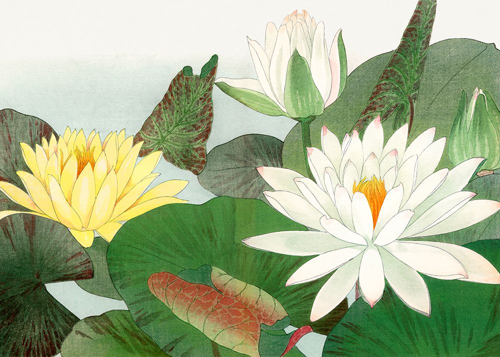 Nymphaea Lotus No.2 art print by Tanigami Konan for $57.95 CAD