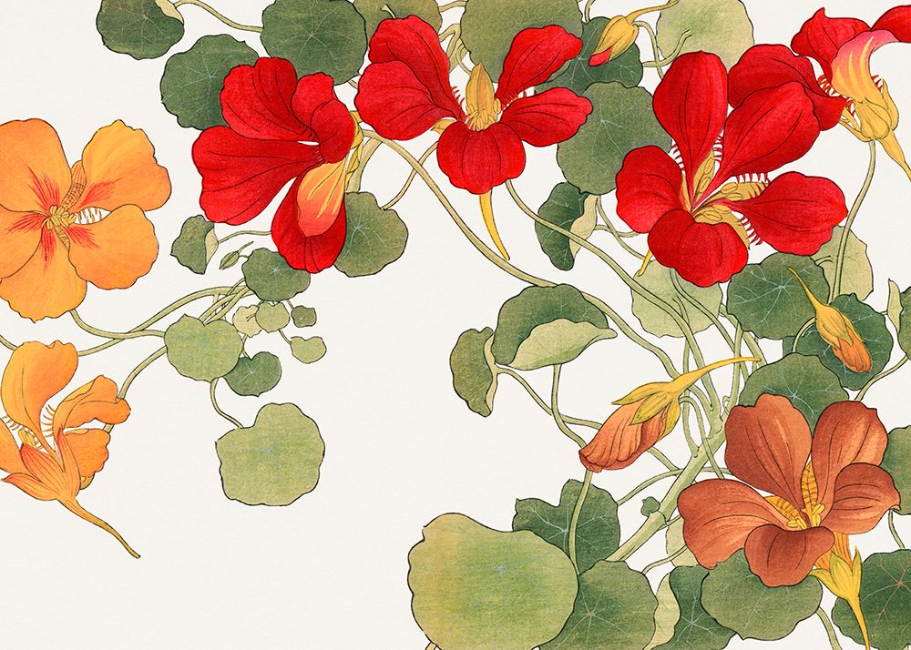 Nasturtium Flower No.2 art print by Tanigami Konan for $57.95 CAD