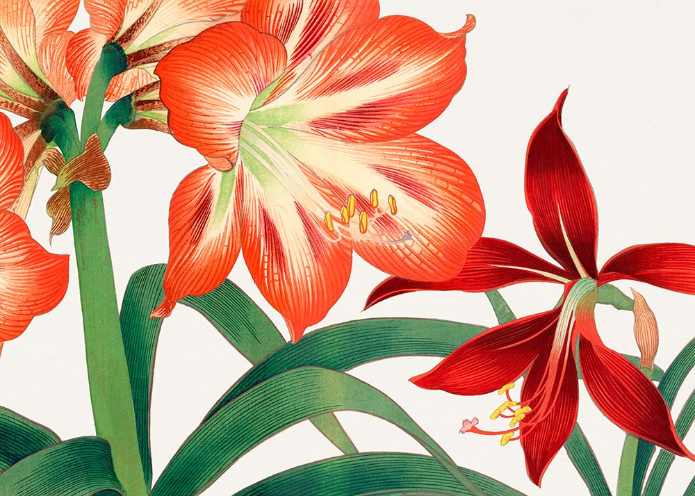 Vintage Amaryllis Flower No.2 art print by Tanigami Konan for $57.95 CAD