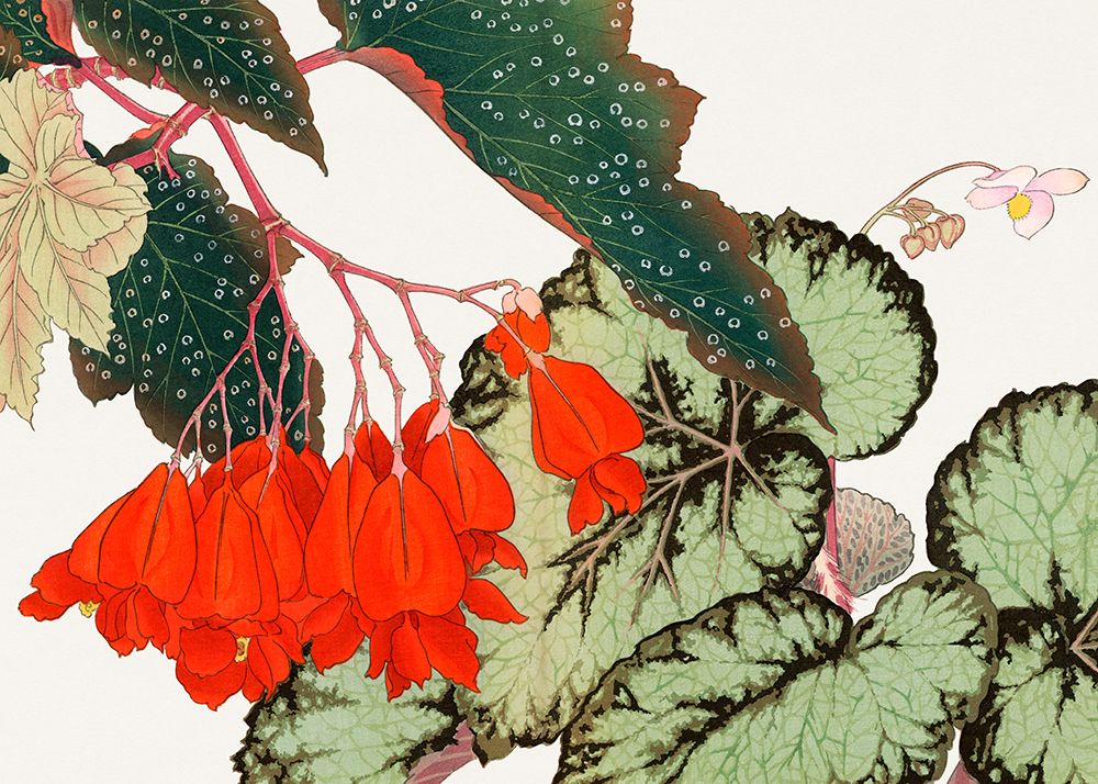 Cracklin Rosie Begonia Flower No.2 art print by Tanigami Konan for $57.95 CAD