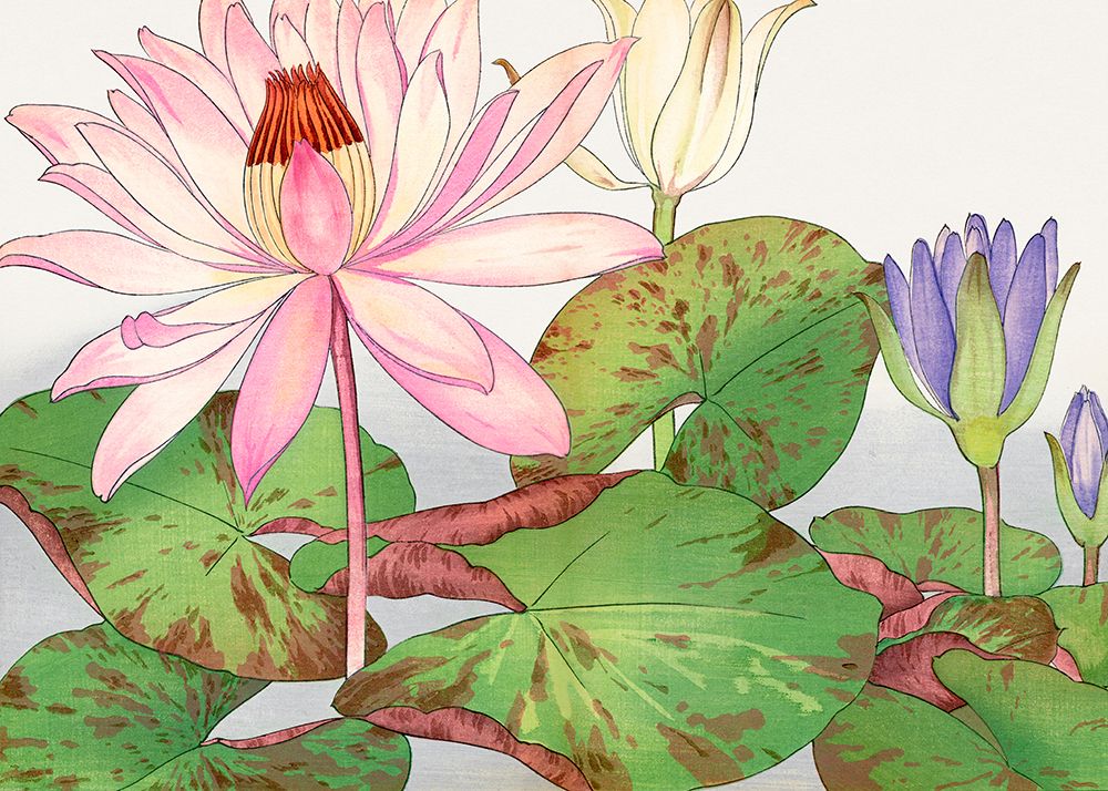 Nymphaea Lotus No.2 art print by Tanigami Konan for $57.95 CAD