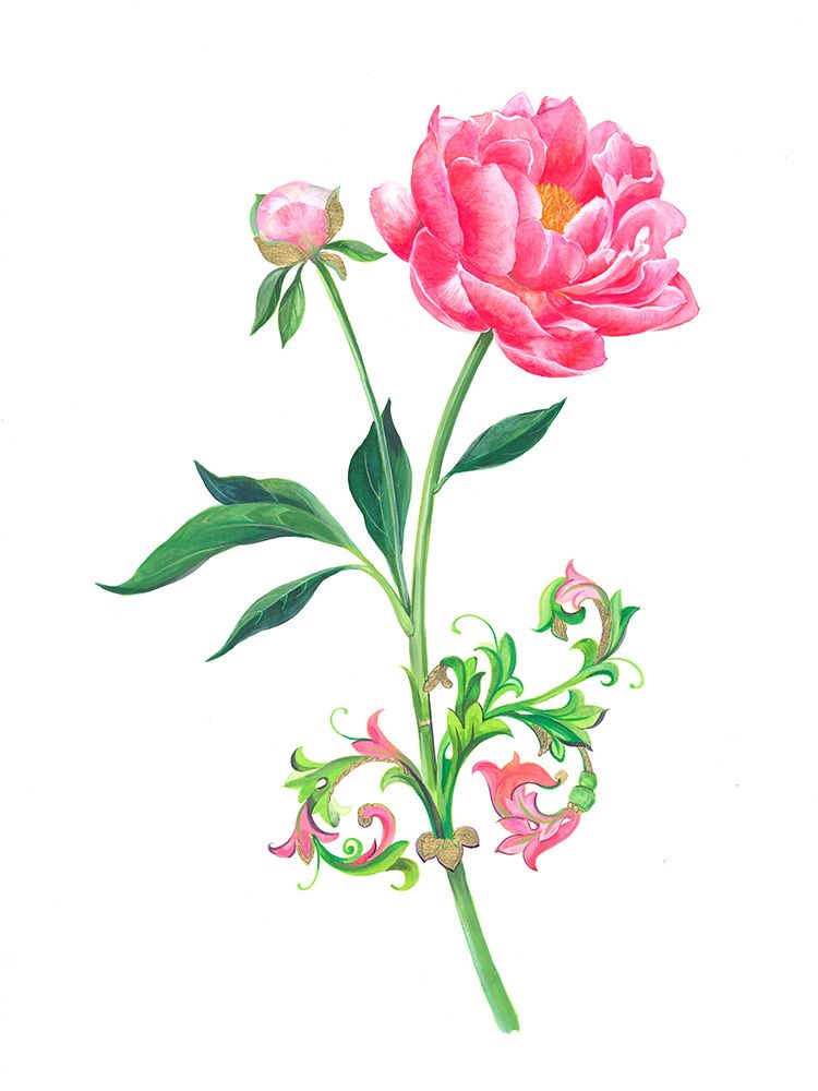 Pink Peony art print by Isabelle Brent for $57.95 CAD