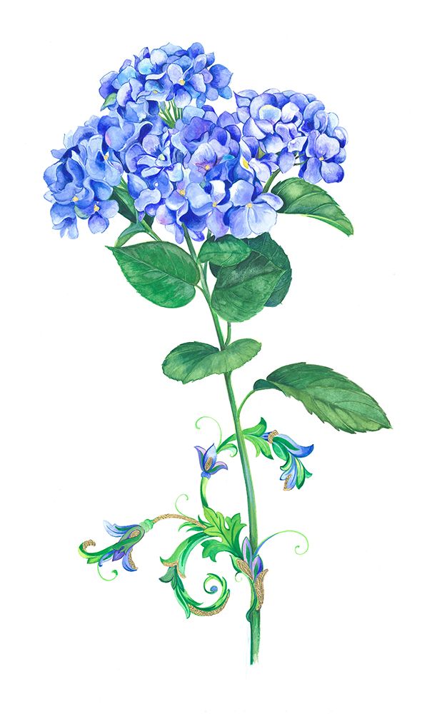 Blue Hydrangea art print by Isabelle Brent for $57.95 CAD