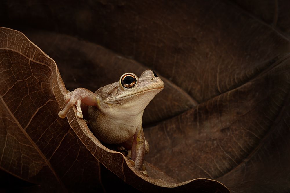 Cuban Tree Frog art print by Linda D. Lester for $57.95 CAD