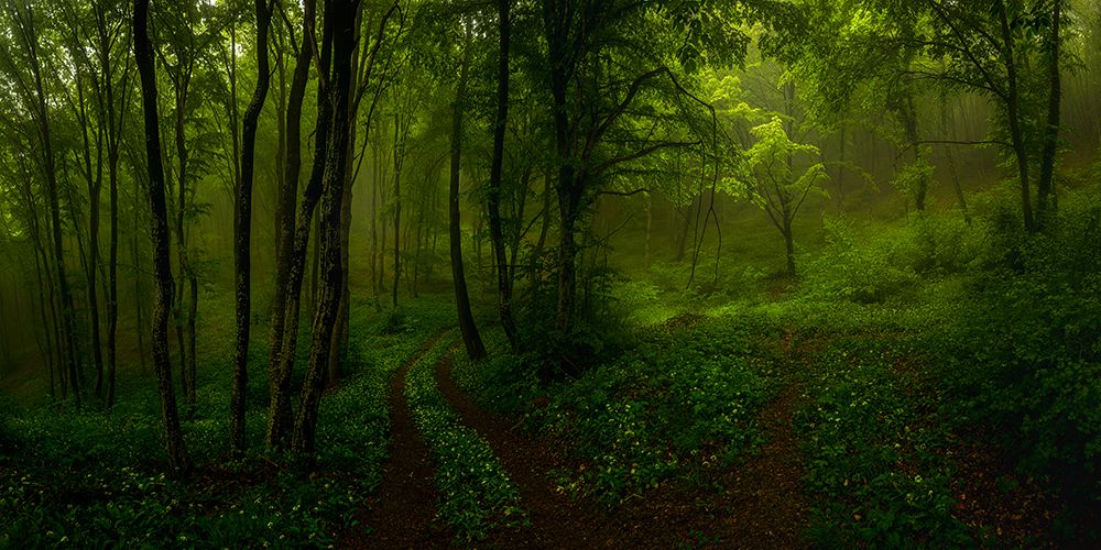 Mystic forest art print by Hristo Yordanov for $57.95 CAD