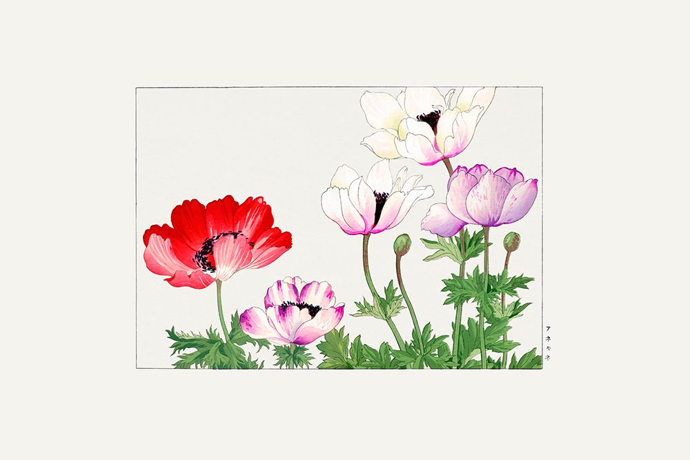 Poppy Flower art print by Tanigami Konan for $57.95 CAD