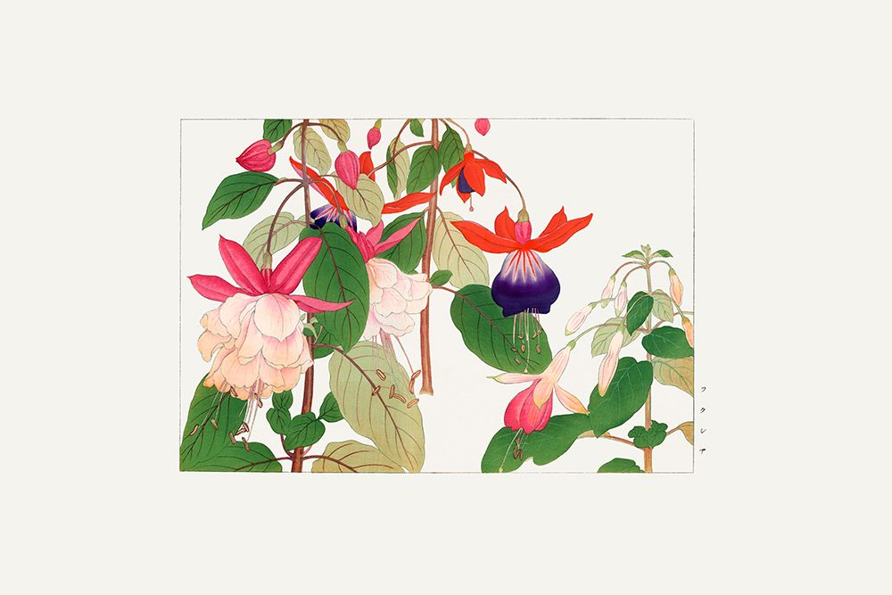 Fuchsia Flower art print by Tanigami Konan for $57.95 CAD