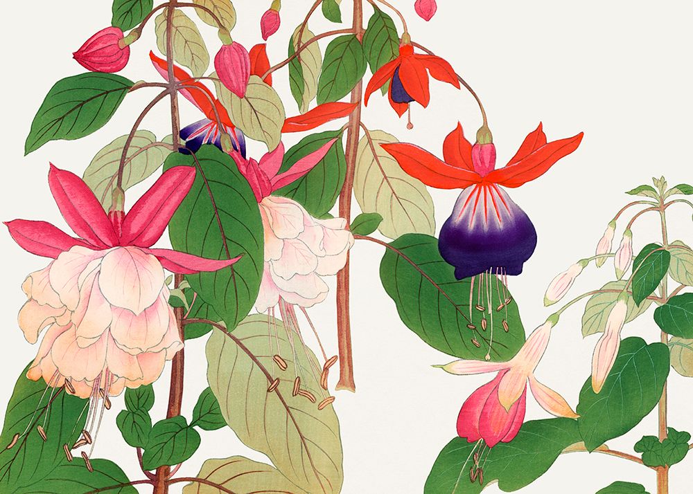 Fuchsia Flower No.2 art print by Tanigami Konan for $57.95 CAD