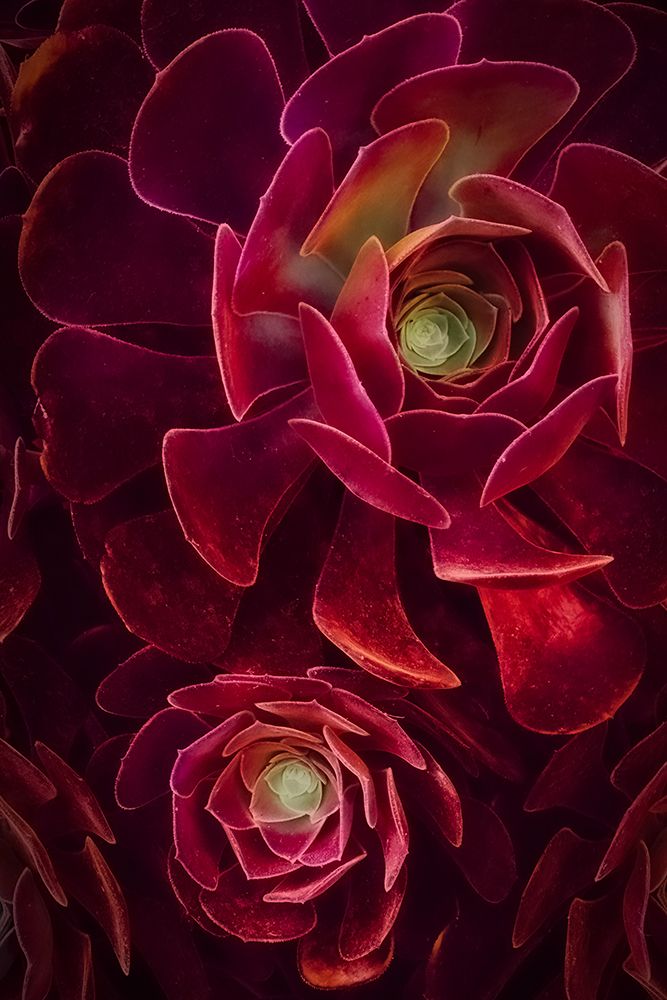 Bold art print by Cicek Kiral for $57.95 CAD