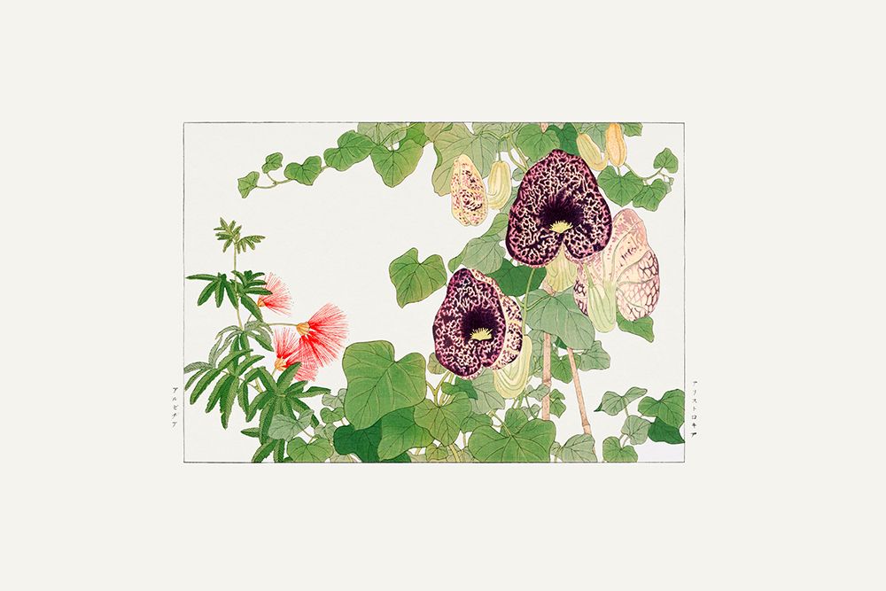 Albizia a Aristolochia Flower art print by Tanigami Konan for $57.95 CAD