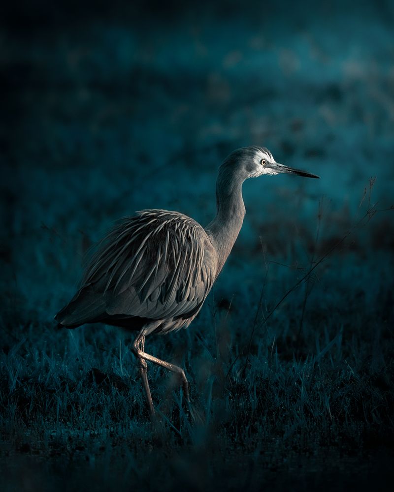 White-faced heron art print by TaranSohal for $57.95 CAD