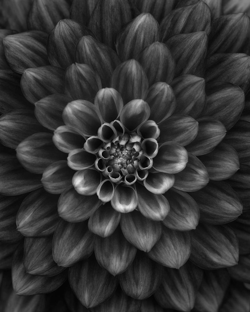 Dahlia art print by Lotte Gronkjar for $57.95 CAD