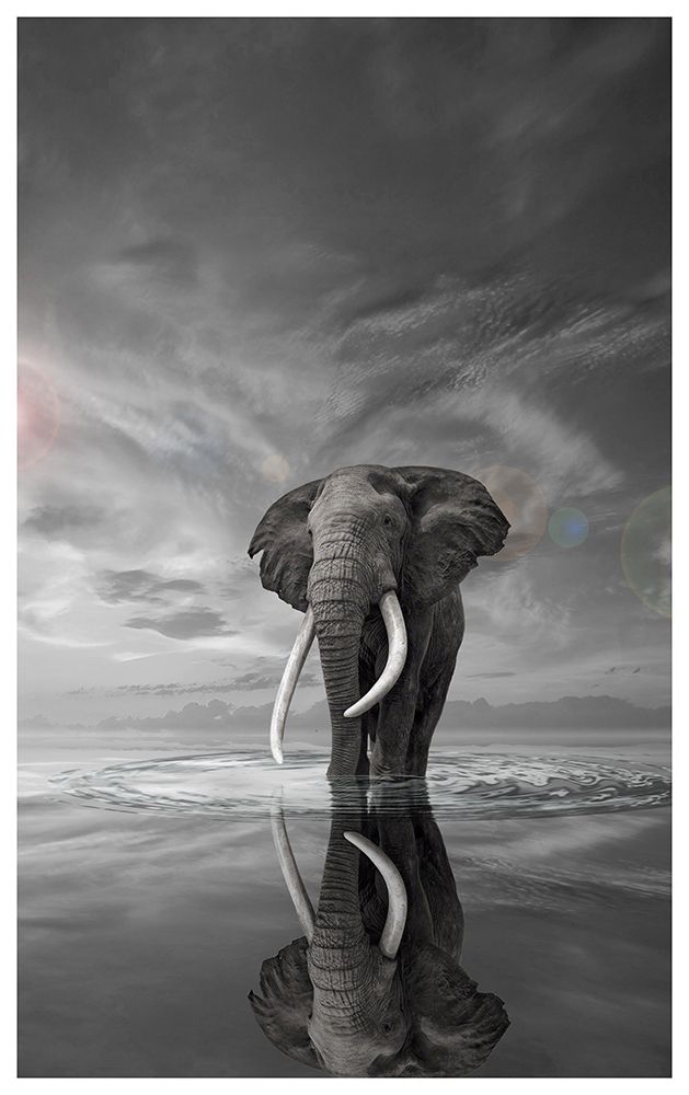 Elephant still on water art print by Simon Rees for $57.95 CAD