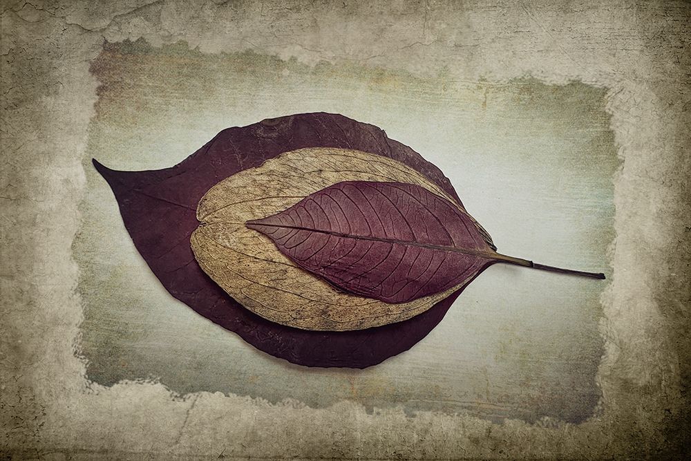 The Story of Nature art print by Cicek Kiral for $57.95 CAD